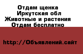 Отдам щенка - Иркутская обл. Животные и растения » Отдам бесплатно   
